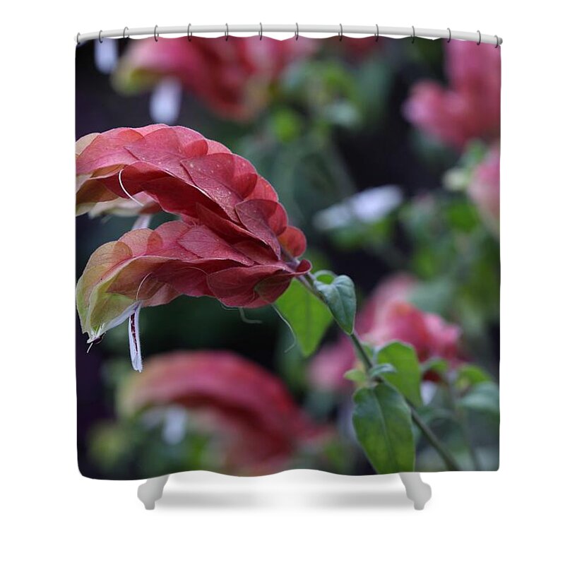 Shrimp Plant Shower Curtain featuring the photograph Shrimp Plant by Mingming Jiang