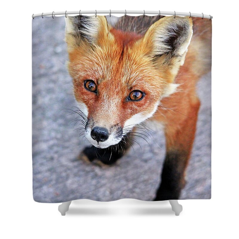 Fox Shower Curtain featuring the photograph Shy Red Fox by Debbie Oppermann