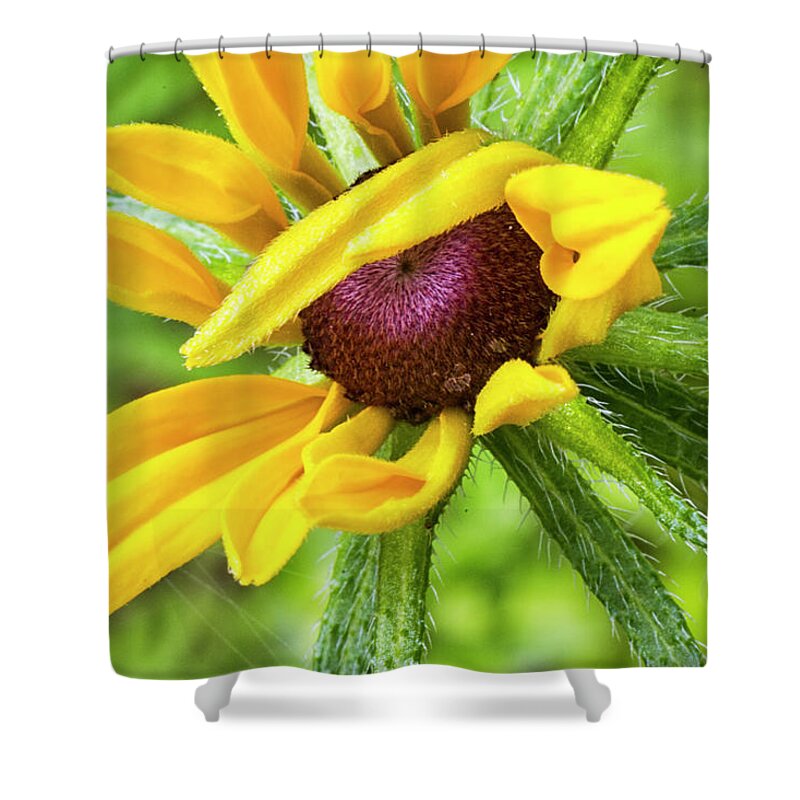 Blackeyed Shower Curtain featuring the photograph Shy Susan of the Croatan by Bob Decker