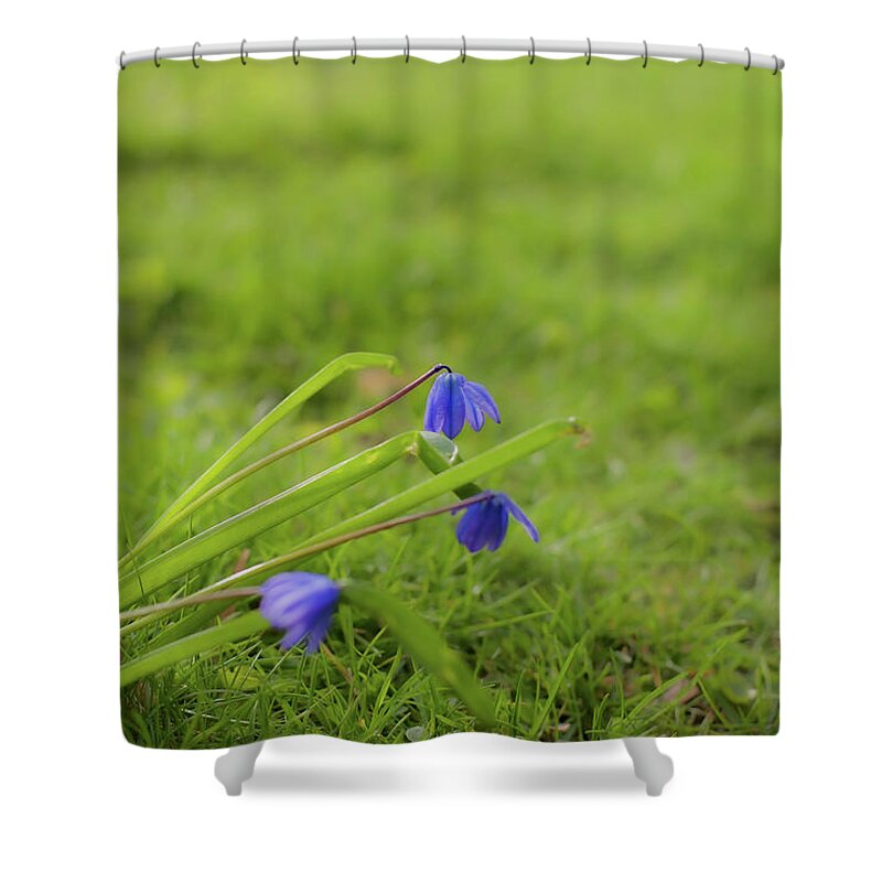 Blue Shower Curtain featuring the photograph Siberian Squill - Scilla siberica flowers by Aarthi Arunkumar