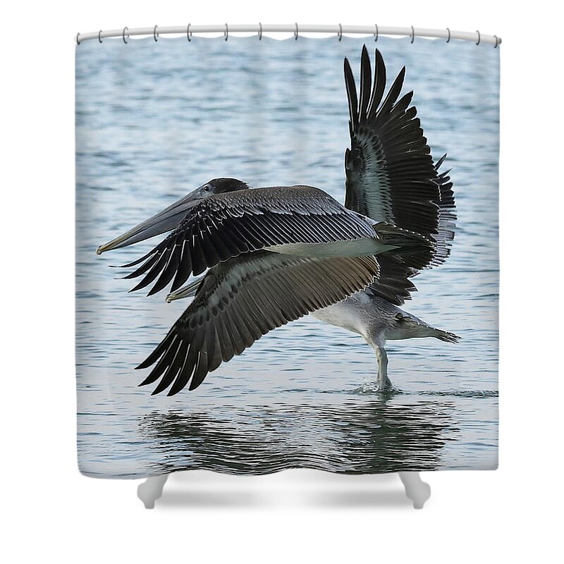 Pelicans Shower Curtain featuring the photograph Side by Side by Mingming Jiang
