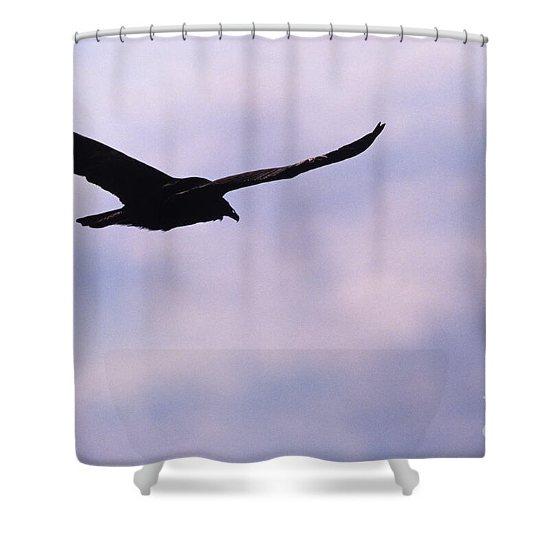 Bird Shower Curtain featuring the photograph Silhouette of a turkey vulture by Erin Paul Donovan