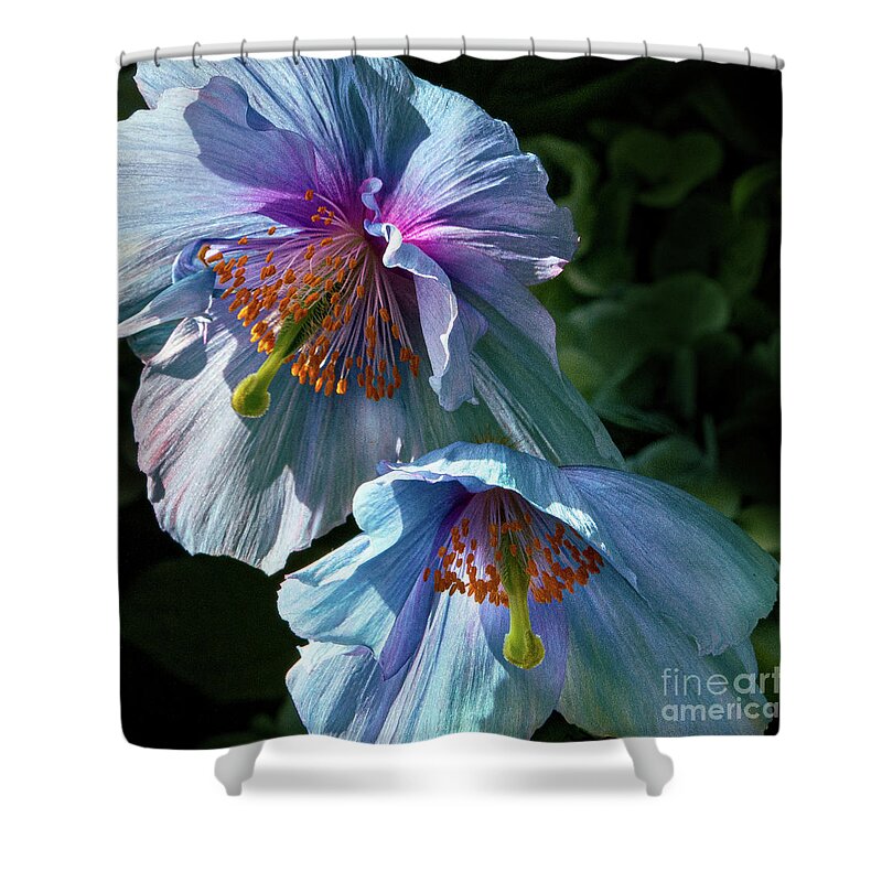 Conservatories Shower Curtain featuring the photograph Silk Poppies by Marilyn Cornwell