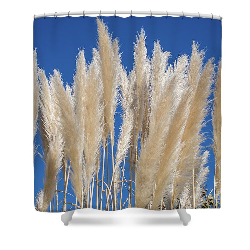 Nature Shower Curtain featuring the photograph Silky Pampas Grass by Abigail Diane Photography