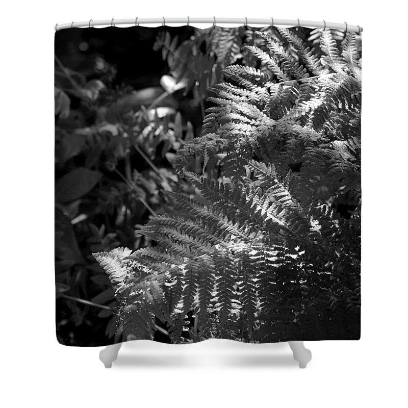 Fern Shower Curtain featuring the photograph Silver Garden by Kimberly Furey