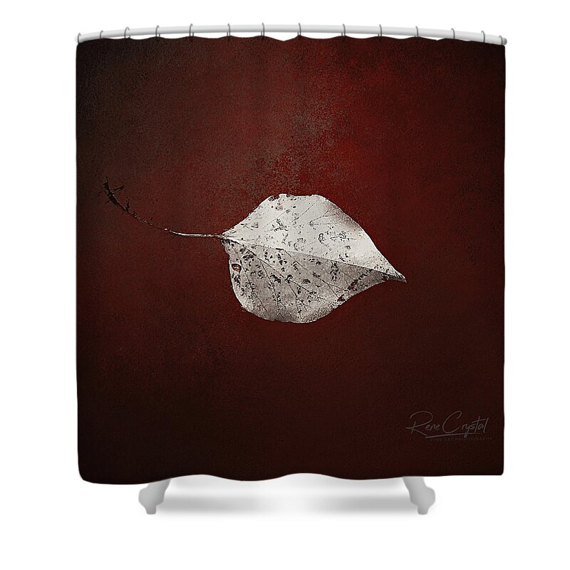 Leaf Shower Curtain featuring the photograph Silver Single Looking For Love by Rene Crystal