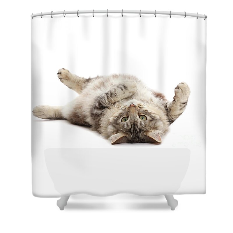 Silver Shower Curtain featuring the photograph Silver tabby fluffy cat rolling on back by Warren Photographic