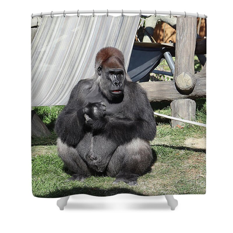 Gorilla Shower Curtain featuring the photograph Silverback 2 by Lisa Mutch