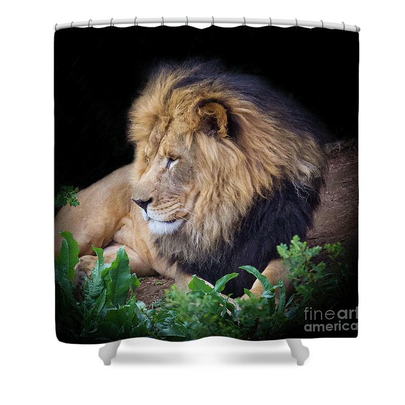 Lion Shower Curtain featuring the photograph Simba by Shirley Dutchkowski