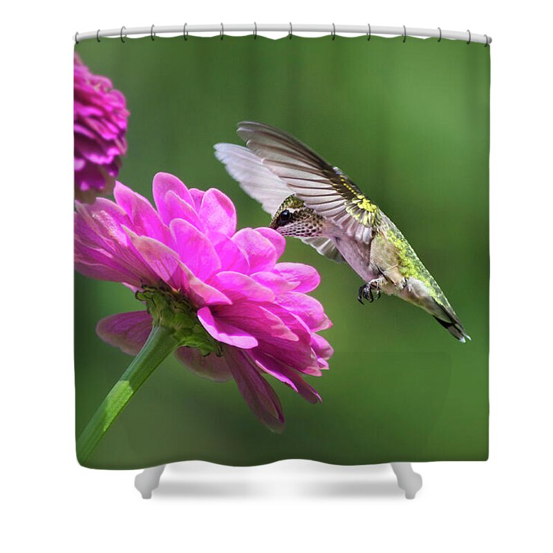 Hummingbird Shower Curtain featuring the photograph Simple Pleasure Hummingbird by Christina Rollo