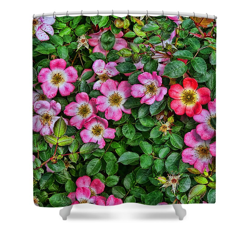 Simply Sally Shower Curtain featuring the photograph Simply Sally Minature Rose Bush by Allen Beatty