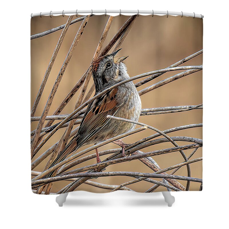 Sparrow Shower Curtain featuring the photograph Singin' in the Thicket by Wade Aiken