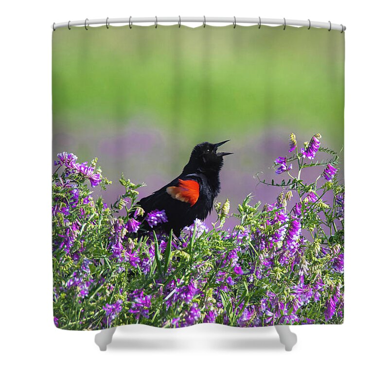 Purple Shower Curtain featuring the photograph Singing in Purple by Pam Rendall