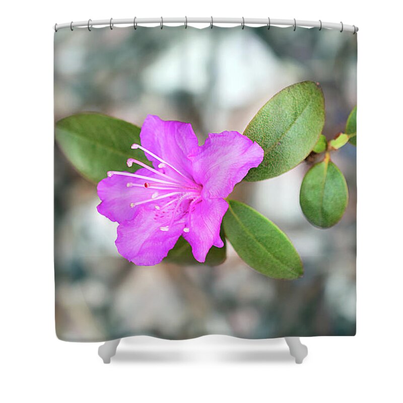 Single Bloom Flower Shower Curtain featuring the photograph Single Bloom Purple Rhododendron Blossom by Gwen Gibson
