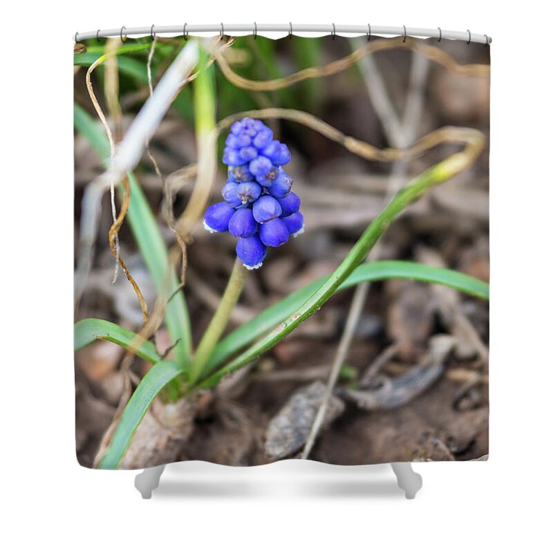 Grape Hyacinth Shower Curtain featuring the photograph Single Grape Hyacinth by Jennifer White
