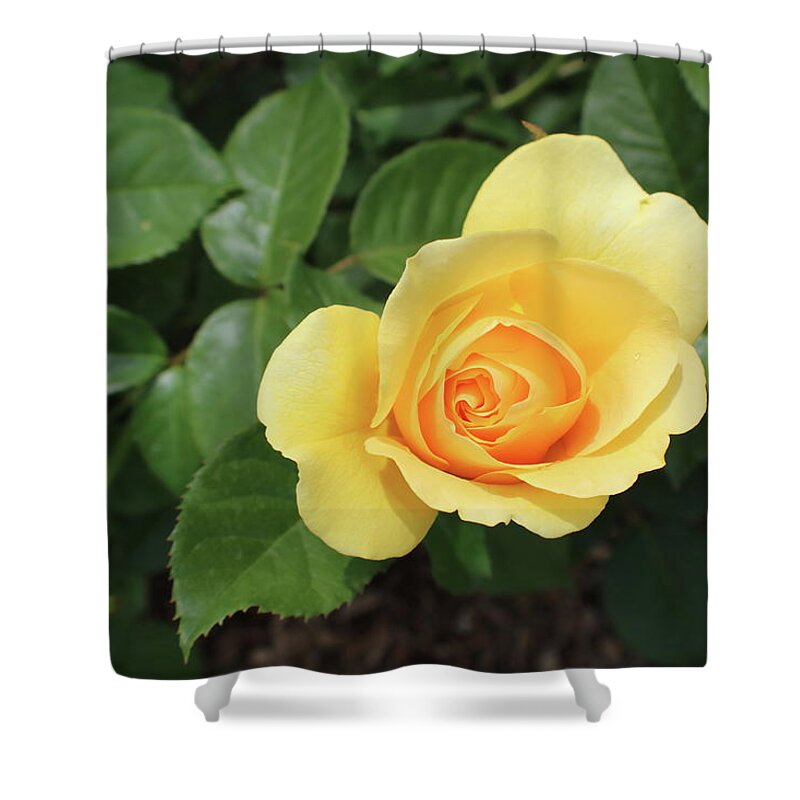 Single Shower Curtain featuring the photograph Single Yellow Rose Bloom by Kathy Pope