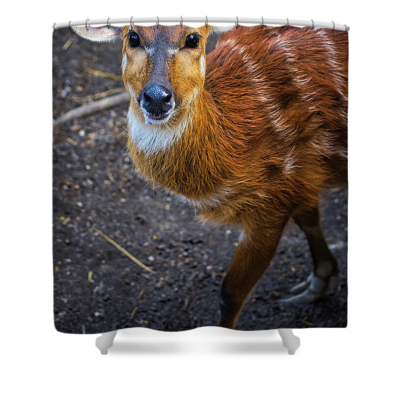 Sitatunga Shower Curtain featuring the photograph Sitatunga Antelope by Rene Vasquez