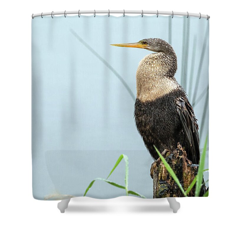 Bird Shower Curtain featuring the photograph Sittng in the Rain by Robert Carter