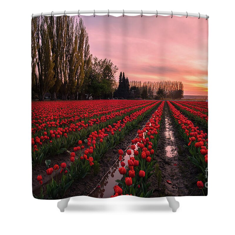 Tulip Fields Shower Curtain featuring the photograph Skagit Valley Dusk Drama by Mike Reid