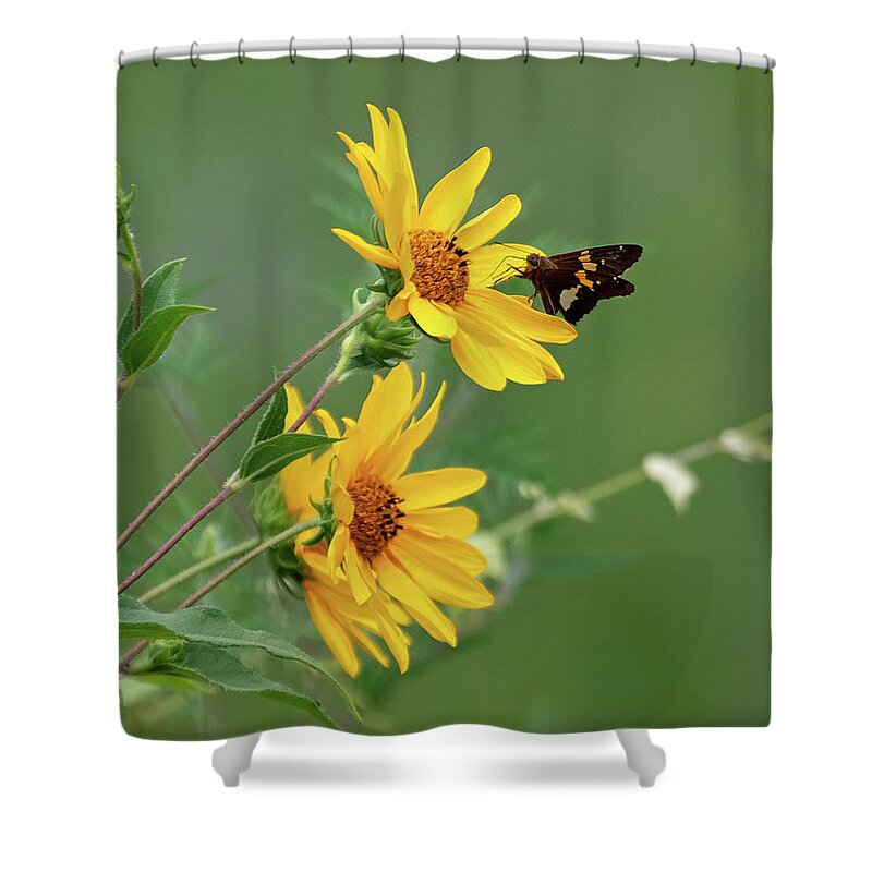 Sunflower Shower Curtain featuring the photograph Skipper on Yellow Flowers by Mindy Musick King