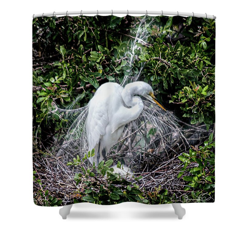 Susan Molnar Shower Curtain featuring the photograph Sleeping Baby Egret with Mom by Susan Molnar