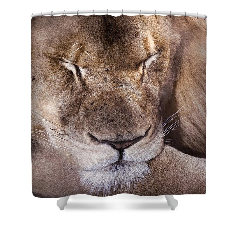 Lion Shower Curtain featuring the photograph Sleeping Lion by Jim Signorelli