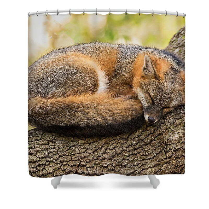 Gray Fox Shower Curtain featuring the photograph Sleepy Gray Fox by Jurgen Lorenzen