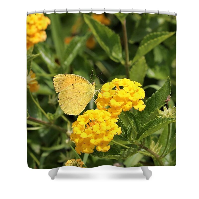 Nature Shower Curtain featuring the photograph Sleepy Orange Butterfly on Yellow Lantana by Sheila Brown