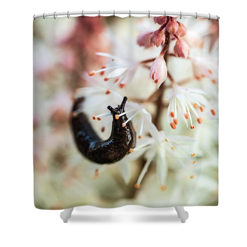 Orange Flower Shower Curtain featuring the photograph Slug In The Garden - Macro Photography by Amelia Pearn