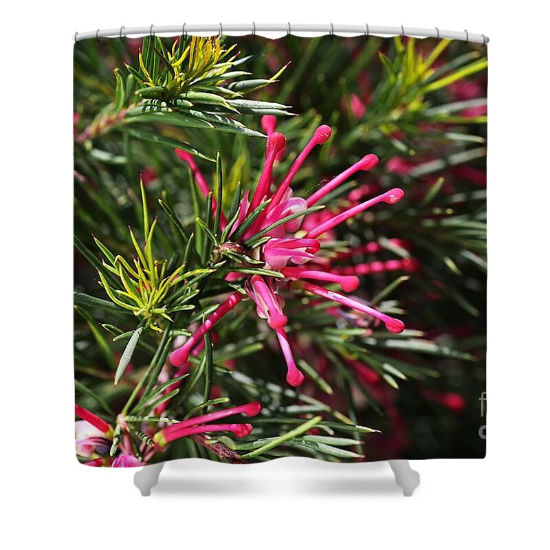 Flower Shower Curtain featuring the photograph Small Pink Grevellea Flower Australian Native by Joy Watson