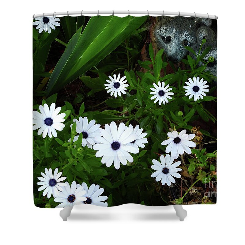 African Cape Daisy Shower Curtain featuring the photograph Smell the Daisies by Scott Cameron
