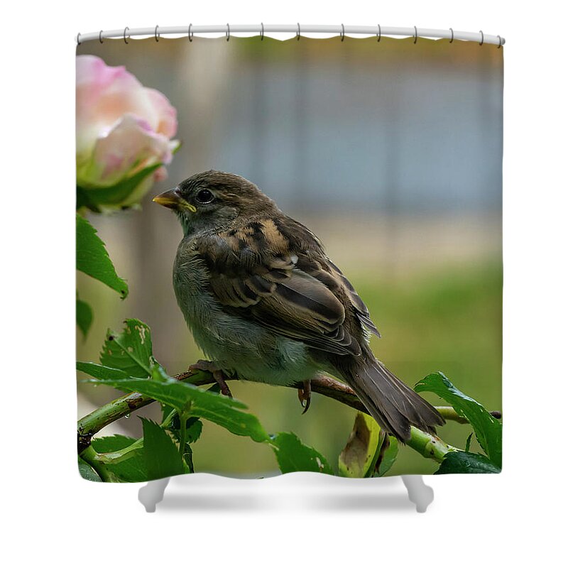 Bird Shower Curtain featuring the photograph Smell The Roses by Cathy Kovarik