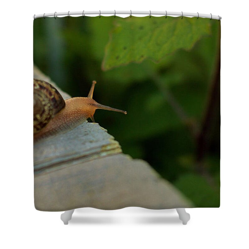 Snail Shower Curtain featuring the photograph Snail 1 by Carol Jorgensen