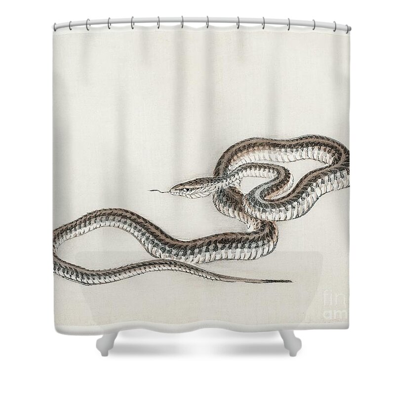 Snake by Kono Bairei 1844-1895 Shower Curtain by Shop Ability - Fine Art  America