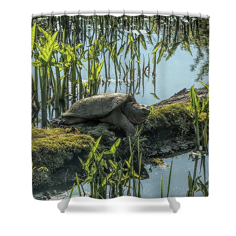 Snapper Shower Curtain featuring the photograph Snapper on Mossy Log by Dennis Lundell