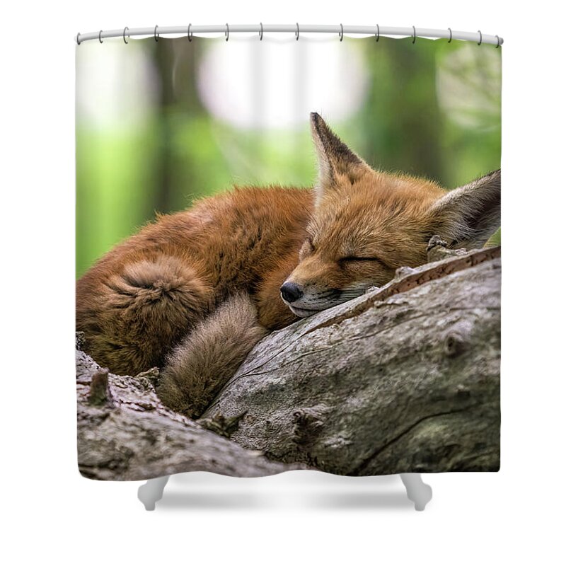 Fox Shower Curtain featuring the photograph Snoozing by James Overesch
