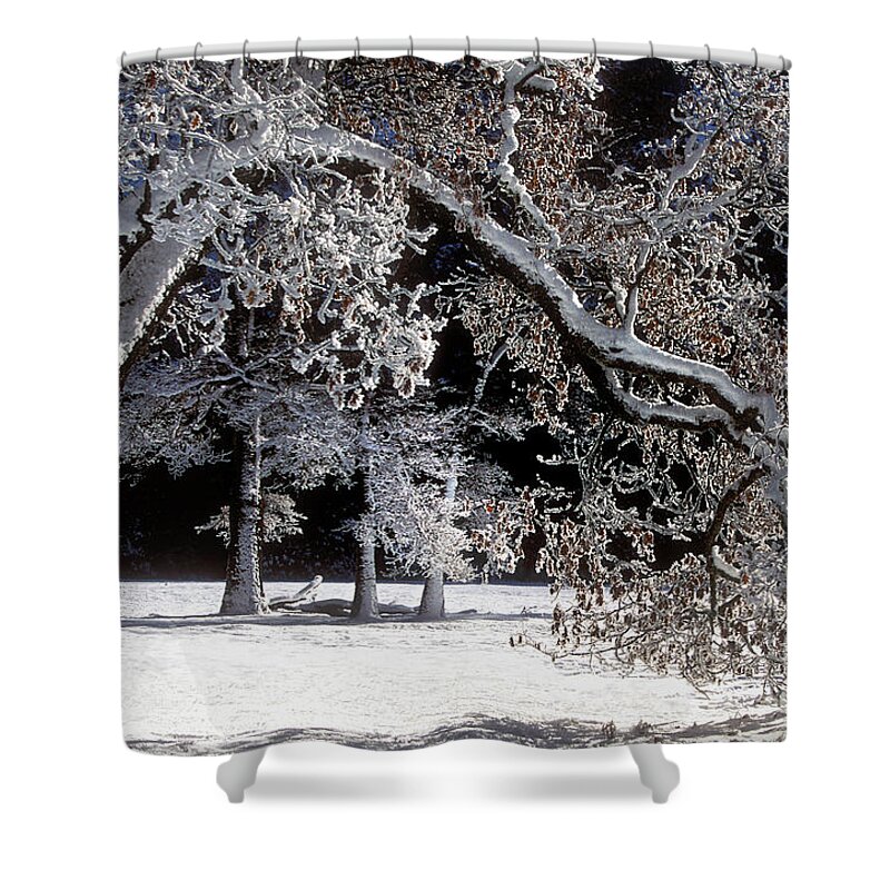 Black Oak Shower Curtain featuring the photograph Snow Covered Black Oak Yosemite National Park by Dave Welling