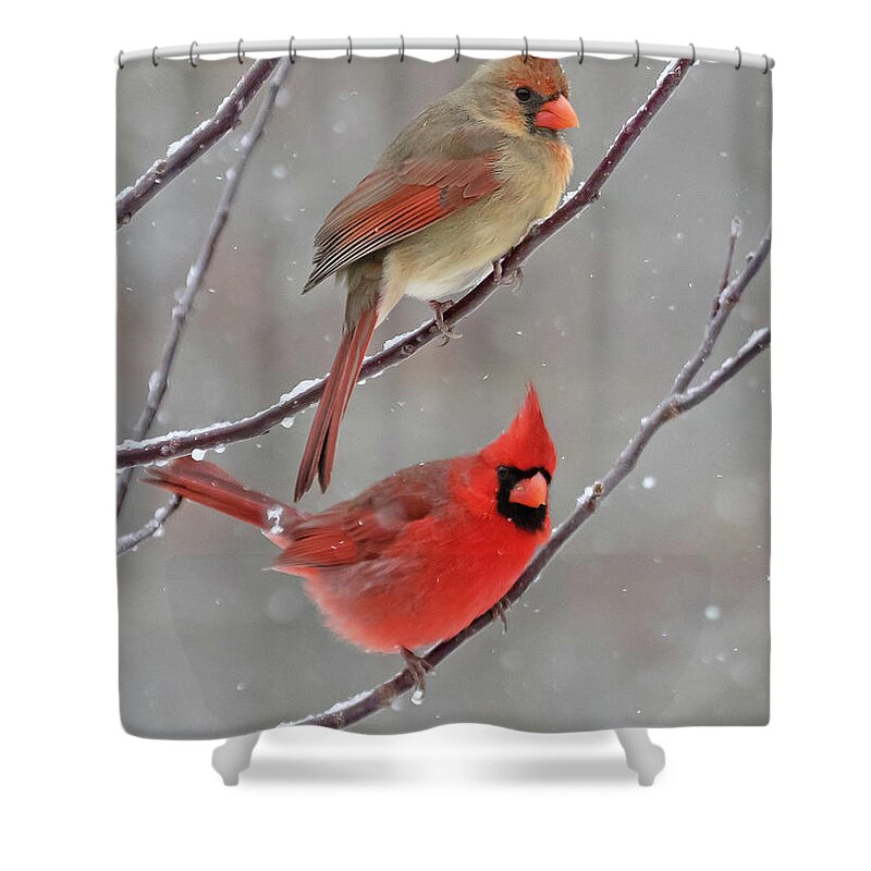 Snow Shower Curtain featuring the photograph Snow Day by Mindy Musick King