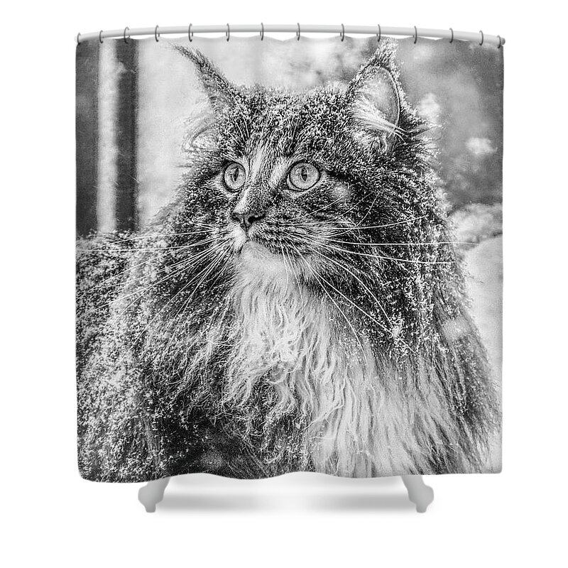 Cat Shower Curtain featuring the photograph Snow experience 3 by Jaroslav Buna