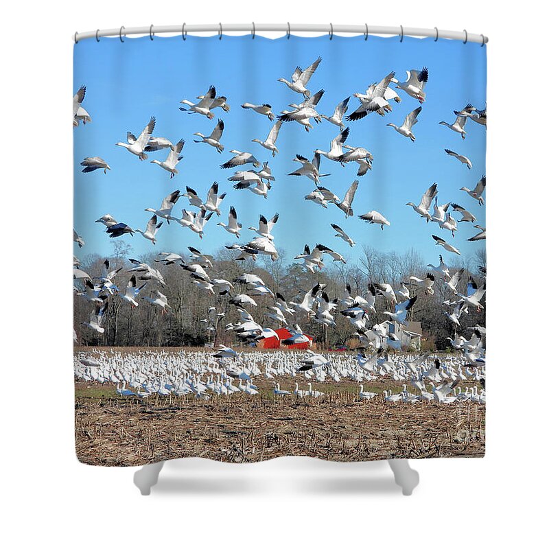 Snow Geese Shower Curtain featuring the photograph Snow Geese Art by Scott Cameron