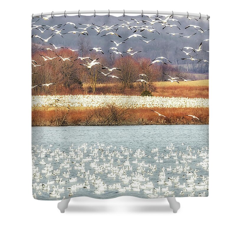 Snow Geese Shower Curtain featuring the photograph Snow Geese Migration by Susan Candelario
