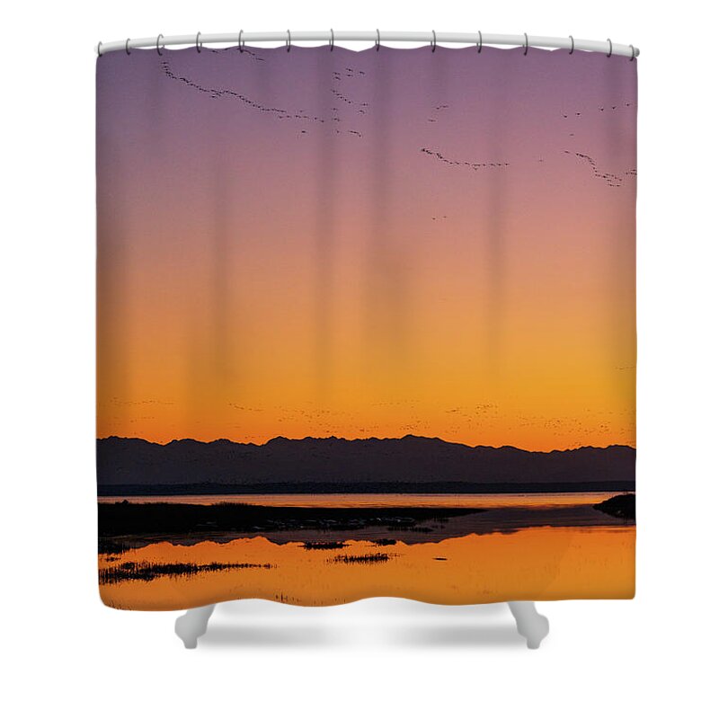 Outdoor; Migration; Goose; Geese; Snow Geese; Fly; Avian; Storm; Waterfowl; Home Coming; Water; Wet Land; Meadow; Skagit Valley Shower Curtain featuring the digital art Snow geese's home coming in Skagit Valley by Michael Lee