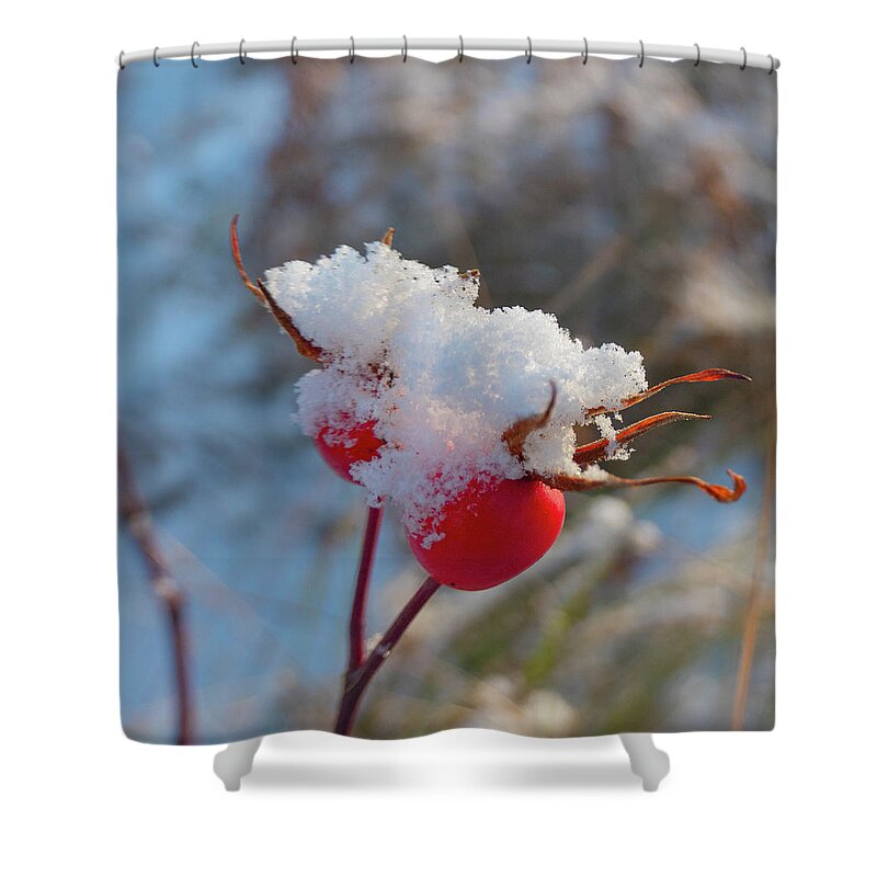 Rose Hips Shower Curtain featuring the photograph Snow On Rose Hips by Karen Rispin