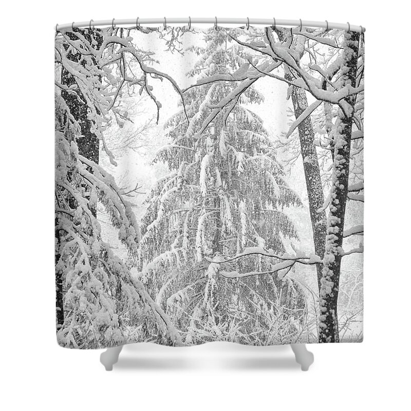 Pine Shower Curtain featuring the photograph Snow Pine by Steven Nelson