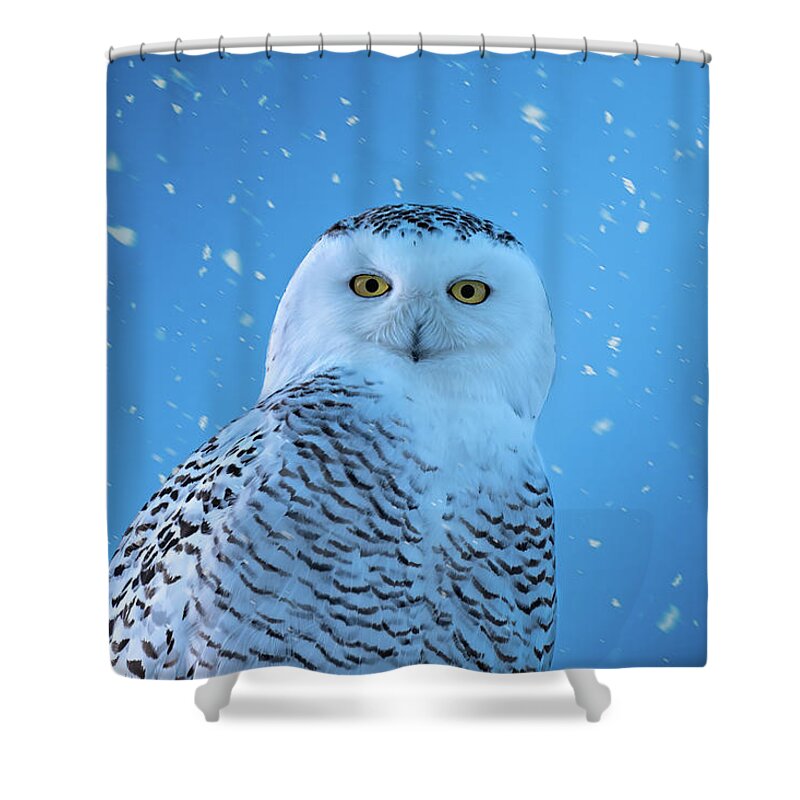 Owl Shower Curtain featuring the photograph Snowfall by James Overesch