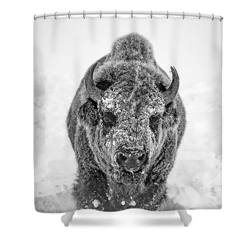 Bison Shower Curtain featuring the photograph Snowy Bison by D Robert Franz