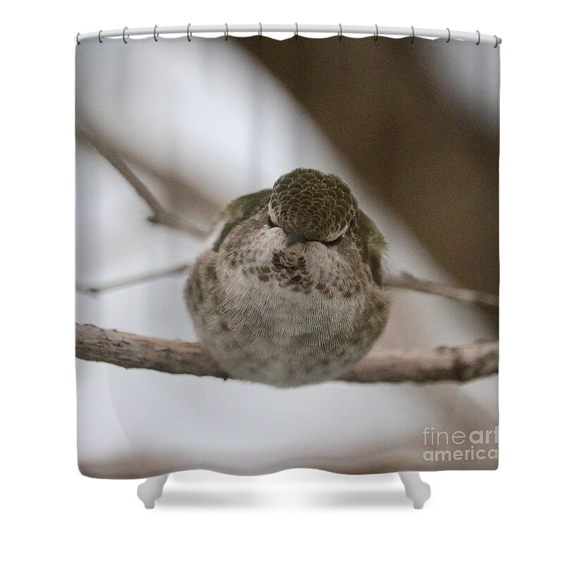 Hummingbird Shower Curtain featuring the photograph Snuggly Sleeping Hummingbird by Carol Groenen