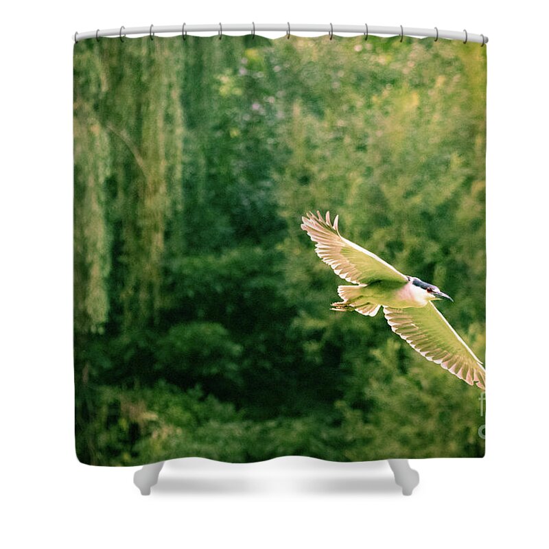 Heron Shower Curtain featuring the photograph Soaring Above by Alyssa Tumale