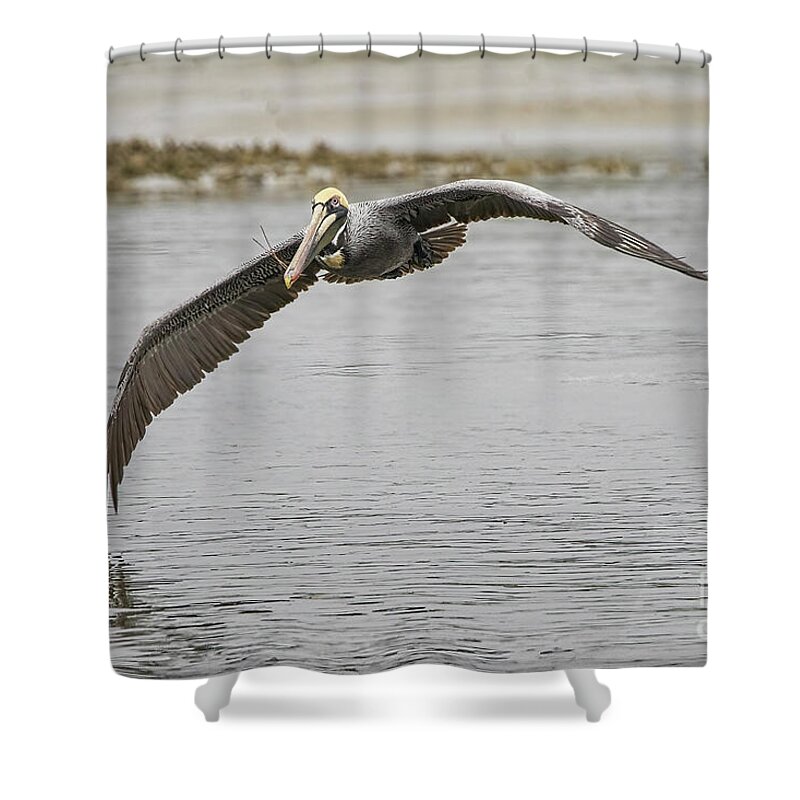 Pelican Shower Curtain featuring the photograph Soaring Pelican by Deborah Benoit