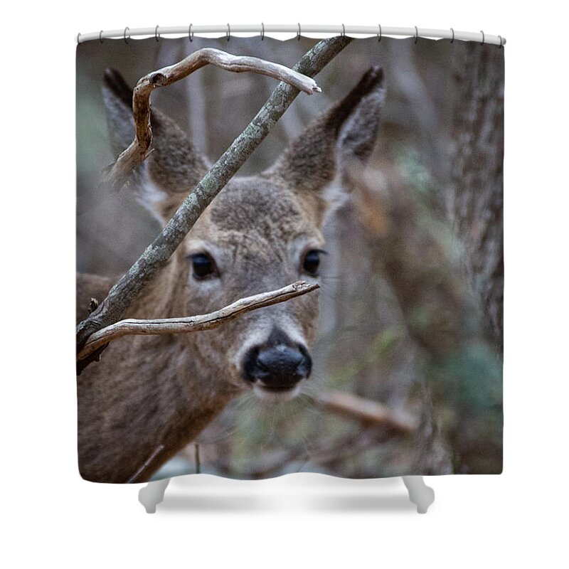 Deer Shower Curtain featuring the photograph Social Distancing 101 by Linda Bonaccorsi